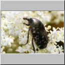 Cetonia sp - Kaefer 02c 20mm.jpg